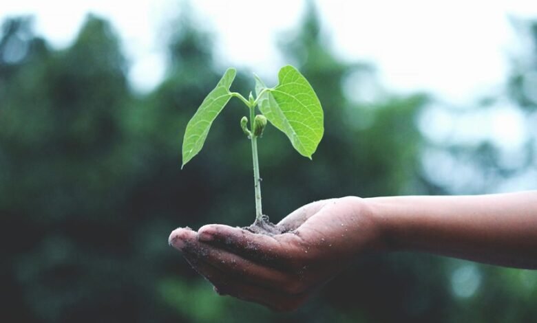 nipp indian growth initiative