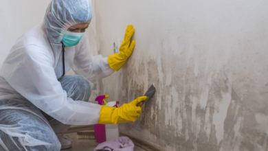 How Professional Mold Remediation Companies Handle Large-Scale Infestations