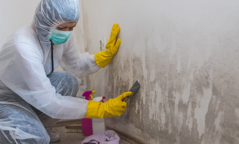 How Professional Mold Remediation Companies Handle Large-Scale Infestations