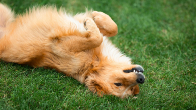 Why Commercial Pet Waste Removal Is Essential for Property Managers