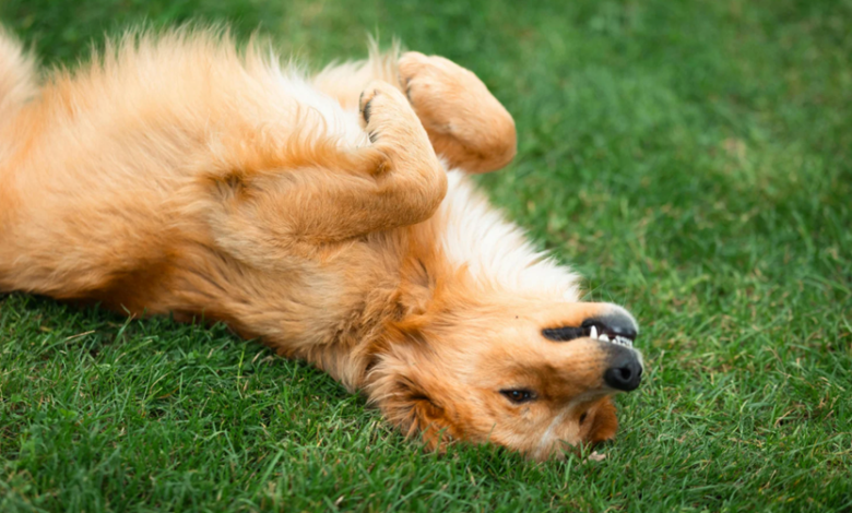 Why Commercial Pet Waste Removal Is Essential for Property Managers