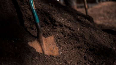 How Topsoil Delivery Supports Healthy Lawn and Garden Growth