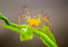 highly toxic arachnid species