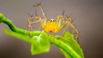highly toxic arachnid species